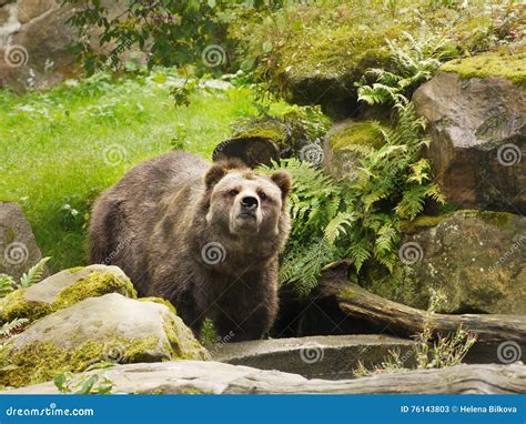 North American Brown Bear Grizzly Bear Stock Image Image Of Powerful
