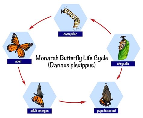 Premium Vector Infographic About Butterfly Life Cycle