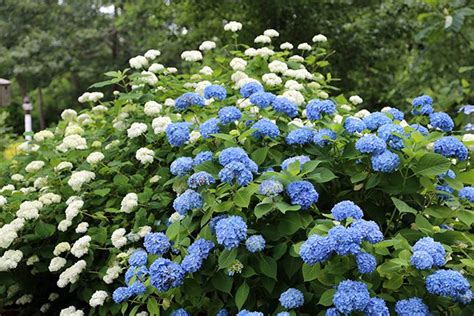 Hydrangea Care In May Hyannis Country Garden