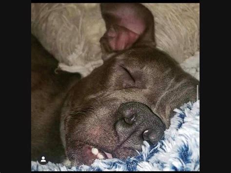 You deserve only the best! Stamford Pets Up For Adoption: Meet Rudy, Smiling Shaggy ...