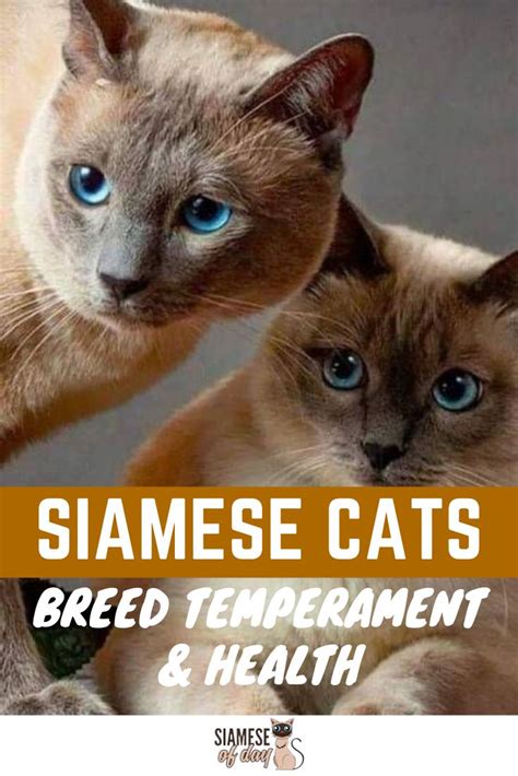 Siamese are really a breed unlike any other. Siamese Cat - Breed Temperament & Health | Cat breeds ...