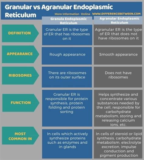 Difference Between Granular And Agranular Endoplasmic Reticulum