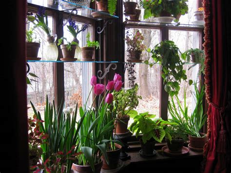 Mar 24, 2015 · choose a taller vase at first to help the tulip stand up, as you cut the bottom throughout the week (#7) you can switch the vase to something smaller and eventually a bud vase. How I Force Tulips for Winter Bloom