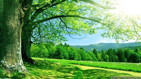 50 Free Summer Nature Wallpaper Pics On Wallpapersafari