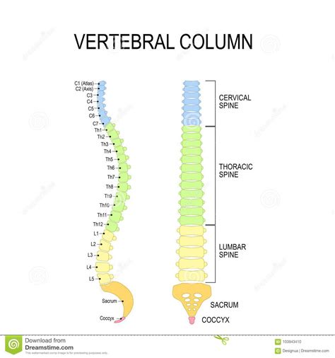 Spinal Column Vertebrae Numbering