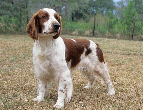 Welsh Springer Spaniel Info, Temperament, Puppies, Pictures