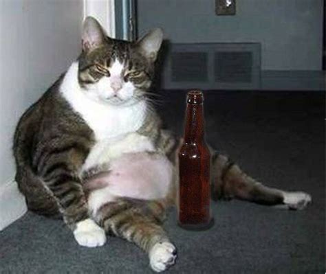 Grasp The Beautiful Funny Drunk Cat Pictures Hilarious Pets Pictures