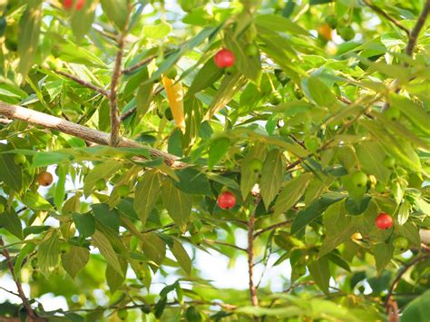 Pohon gharqad sendiri bukanlah jenis pohon produktif. Gambar Pohon Gharqad Di Indonesia - Eva