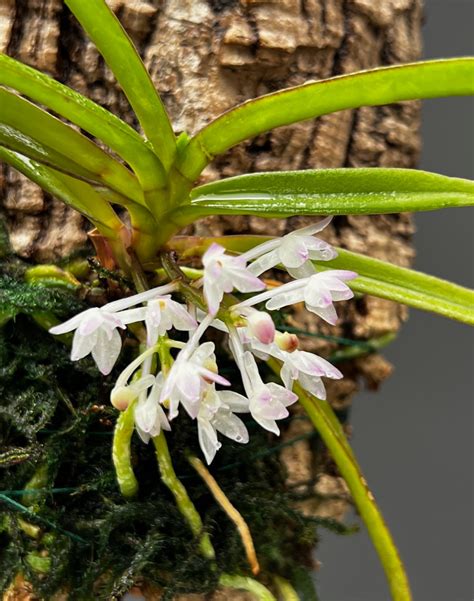 Vanda Nana Syn Ascocentrum Pusillum Orchidweb