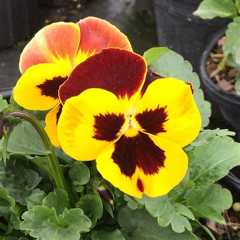 Pansy Matrix Red Wings Pansy From Saunders Brothers Inc