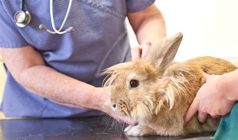 Marlow Vets Veterinary Care For Your Rabbit