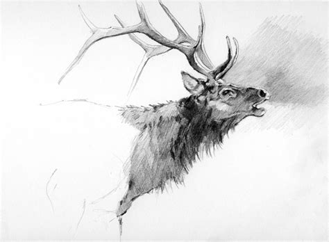 Elk Drawing Elk Images Animal Drawings Art Drawings Elk Tattoo