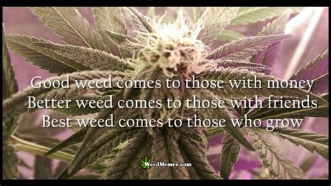 Classic weed quotes that will make your day. Classic Stoner Weed Memes & Marijuana Quotes. All Weed Memes