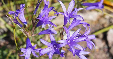 Growing Lavender Mountain Lily Learn Ixiolirion Bulb Care