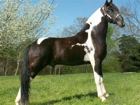 Spotted Saddle Horse Different Horse Breeds Horse Markings Horse