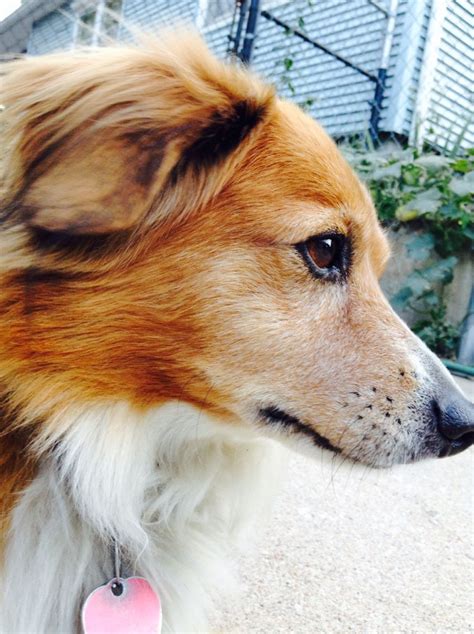 Earn points & unlock badges learning, sharing & helping adopt. Shethund (Sheltie Dachshund Mix) | Info, Temperament ...