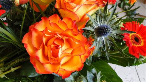 Poze Floare Petală A Inflori Trandafir Portocale Floră Strauss