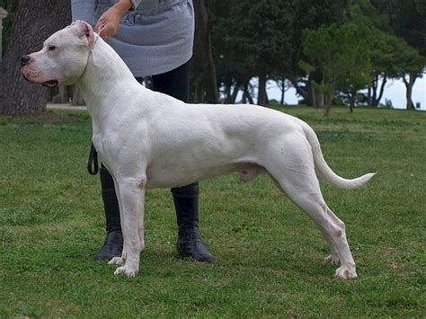 17 Big White Dogs You Cant Help But Love Canine Weekly