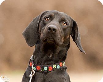 It makes a good watchdog. Wilmington, DE - Labrador Retriever/Hound (Unknown Type ...