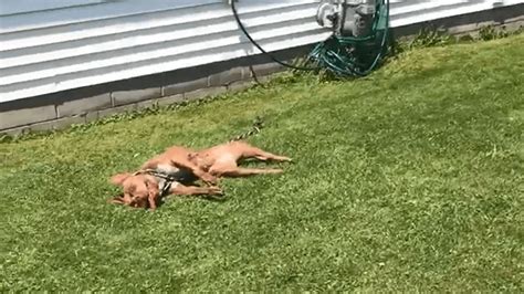 Chained Dog Nearly Died From Heatstroke After Being Left Outside