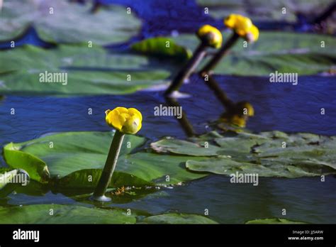 Yellow Water Lily Or Nuphar Lutea Blossoms In Lake Stock Photo Alamy