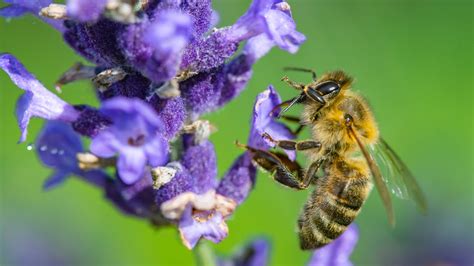 how to start a pollinator garden