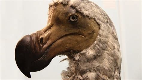Petition · Bring Back The Dodo ·