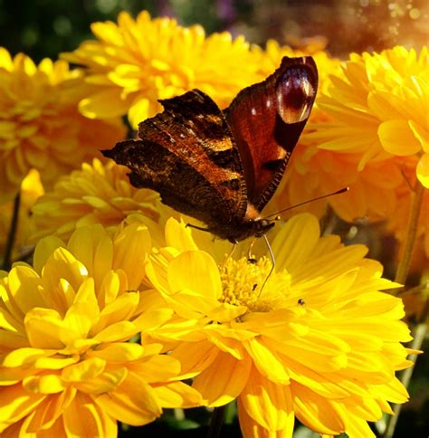 Butterflies actually don't eat, instead they drink the nectar from flowering plants. Attracting Butterflies - Tips to Attract Butterflies to ...
