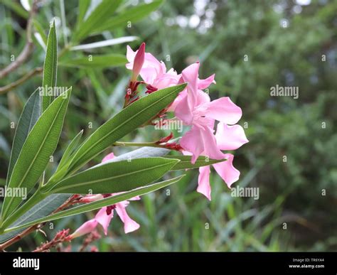 Oleander Nerium Oleander Blooming Stock Photo Alamy