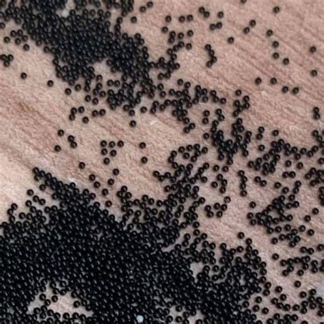 ‘creepy Black Balls Found In Queensland Home Baffles Experts Daily