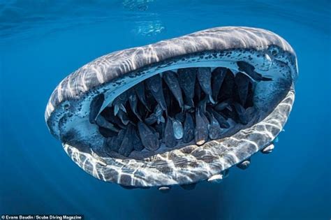 Amazing Whale Shark Photo