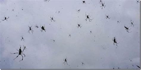 Millions Of Spiders Dropped From The Sky In Australia