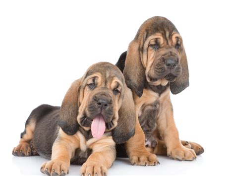 Bloodhound Puppiespuppyhood And Beyond