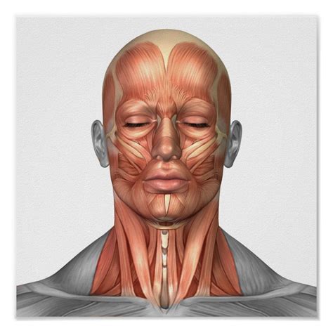 Anatomy Of Human Face And Neck Muscles Front Poster
