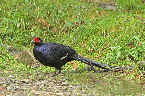 Always built using our one gun, one gunsmith philosophy. Taiwan Birding Tours - Taiwan Birdwatching Tours - Birdquest