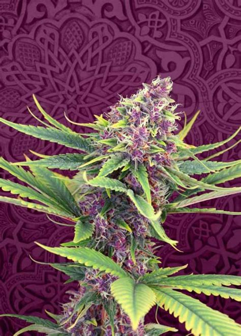 Purple Kush Kannabia Seeds From The Experts In Stealthy