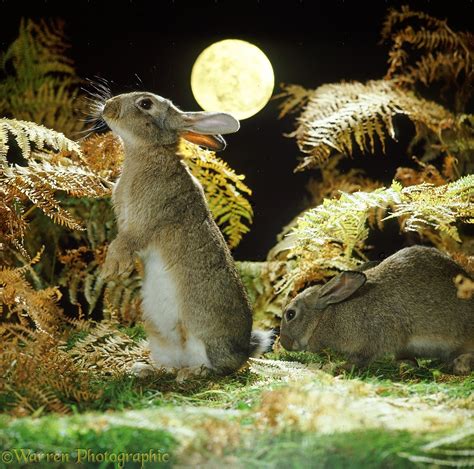 Rabbits And Full Moon Photo Wp35179