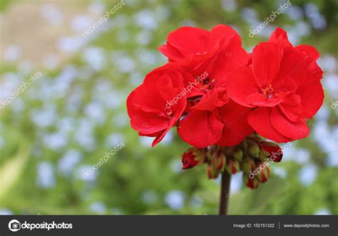 Gardenia Red Flowers — Stock Photo © Lianp 152151322
