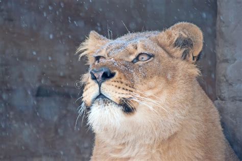 Lioness Wild Cat In The Snow Stock Image Image Of Felidae Aggressive