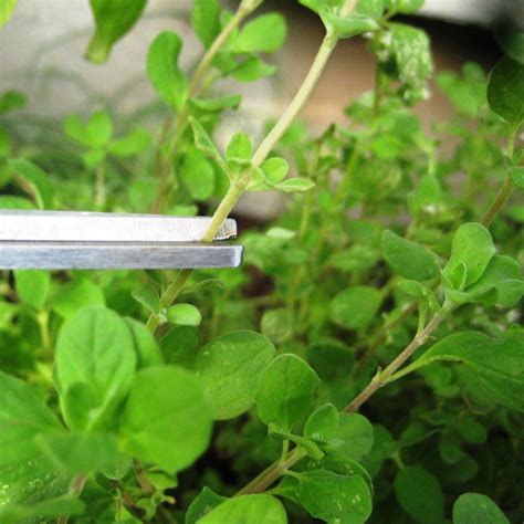 This should be done yearly for the best health of the plant. Pruning & Storing Herbs - How To