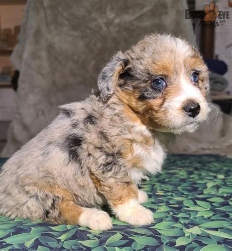Stella Mini Aussiedoodle Puppy For Sale In Fredericksburg Oh