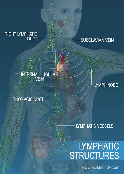 Lymph Nodes Of The Body
