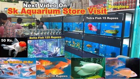 Check spelling or type a new query. Fish Pet Shop Near Me - Animal Friends