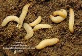 Termite Stages Pictures