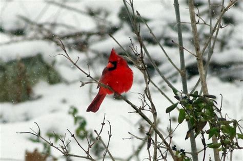 West Virginia State Bird Flickr Photo Sharing