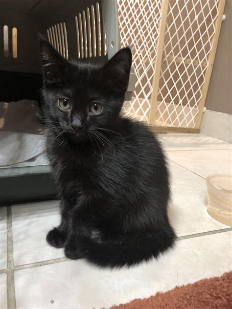We did not find results for: My sister found a kitten! Name suggestions? We dont know ...