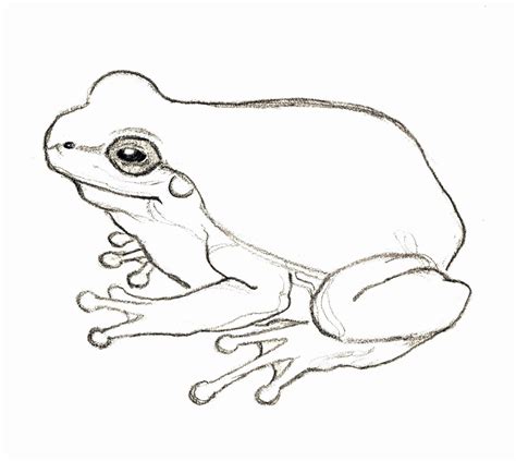 Pin On Frog Sketch