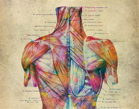 12 Vintage Human Anatomy Diagram Musculoskeletal System Poster Etsy
