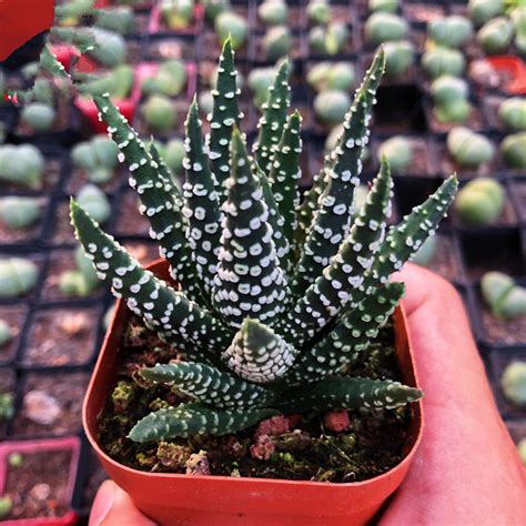 Haworthia Pumila Smoke Ring Real Live Succulent Cactus Plant