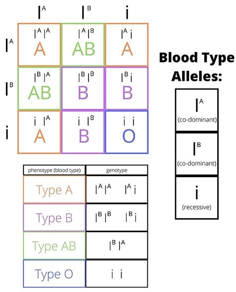 Punnett Square With Blood Types Hot Sex Picture